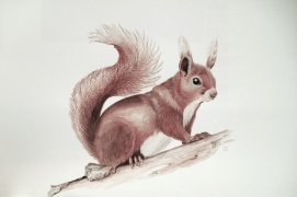squirrel aquarel
