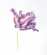 1_parrot-tulip