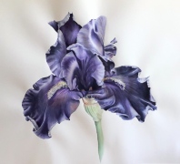 bearded-iris-aquarel