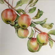 hanging-apples