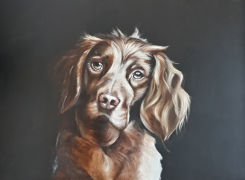 English-springer-oil-painting