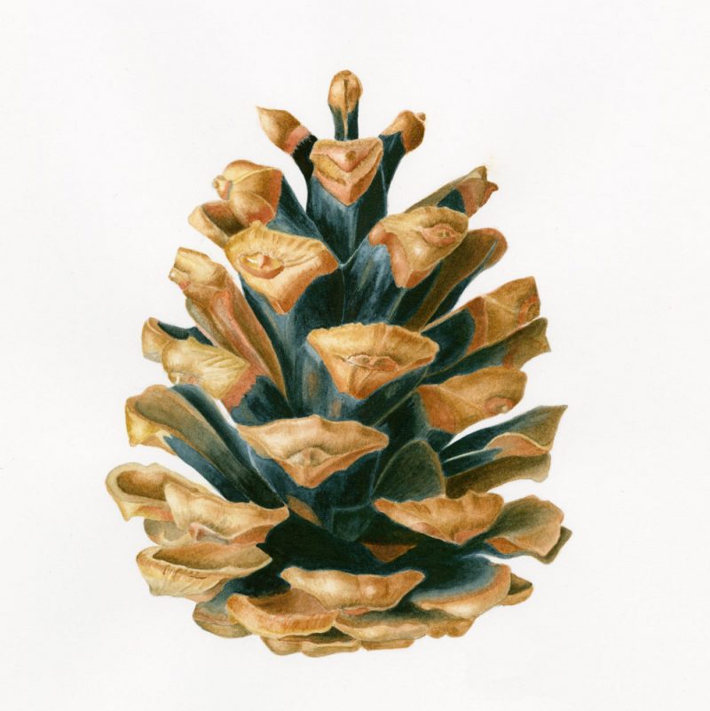 austrian pine cone
