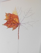 autumn-leaf-1