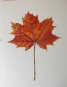 autumn-leaf-3