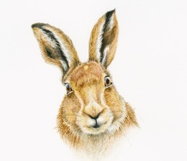 hare_brown_friendly_face