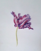 parrot-tulip